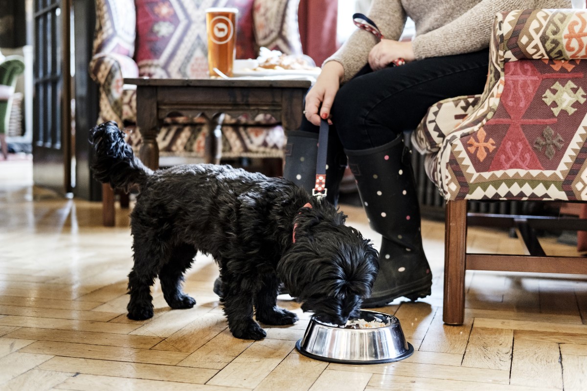 Dog friendly bar