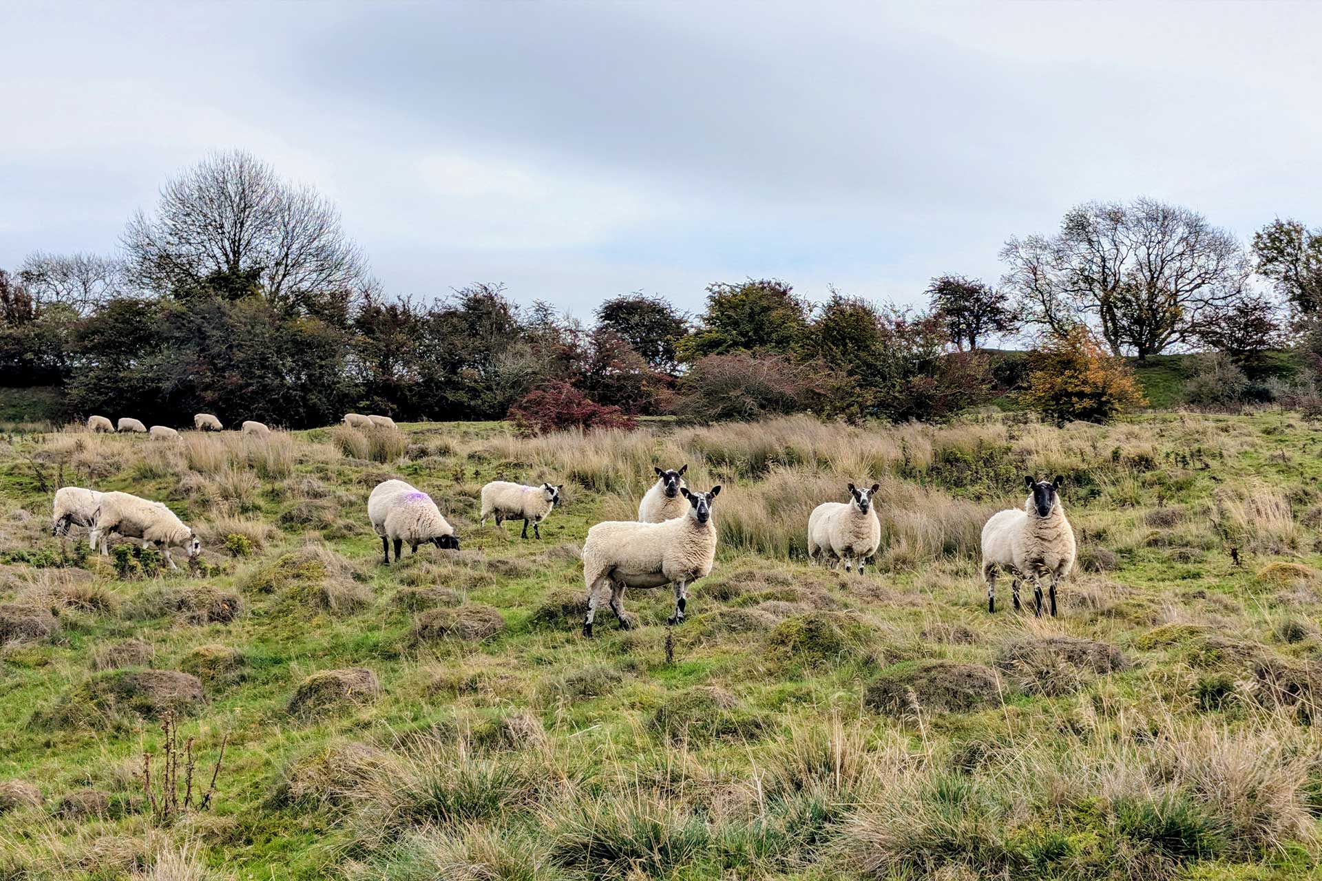 Sheep Dovers Hill
