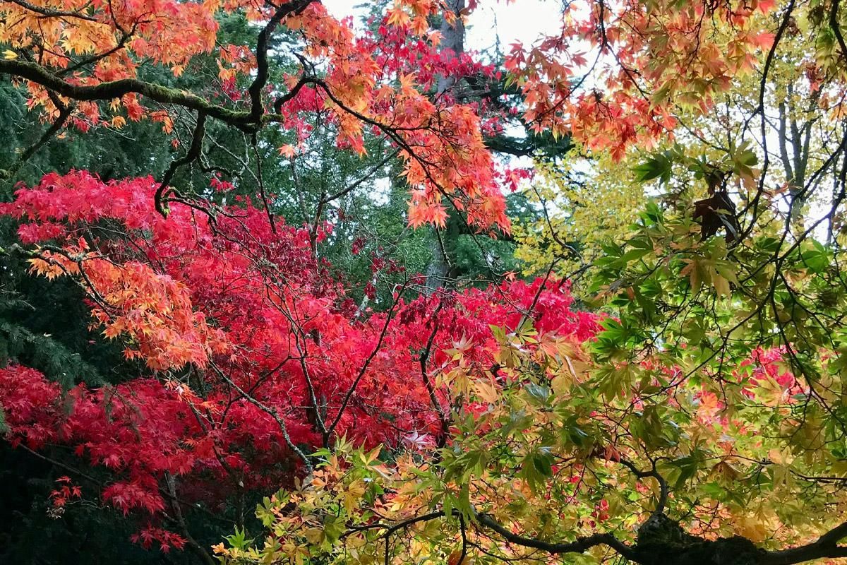 <h2>Westonbirt Arboretum</h2>