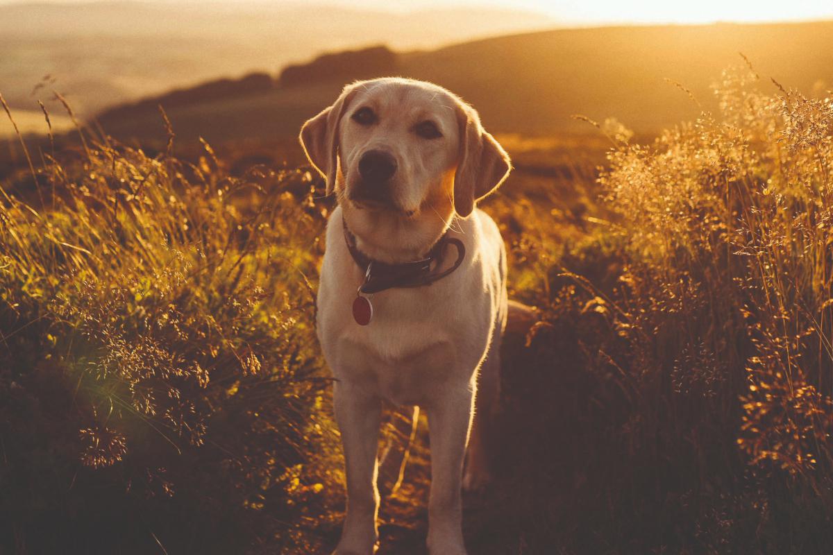 Labrador | credit Samuel Thompson