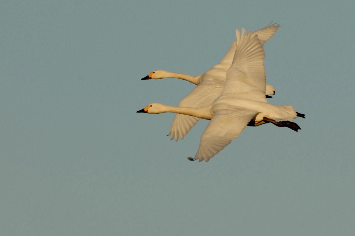 A pair of Bewick's swans (image: courtesy of WWT)