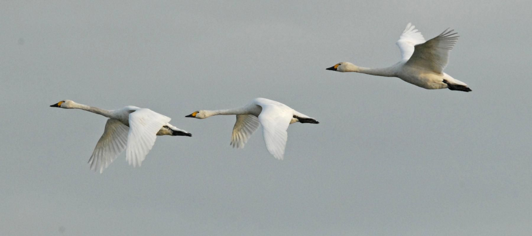 Bewicks's swans in flight (image: courtesy of WWT) WW