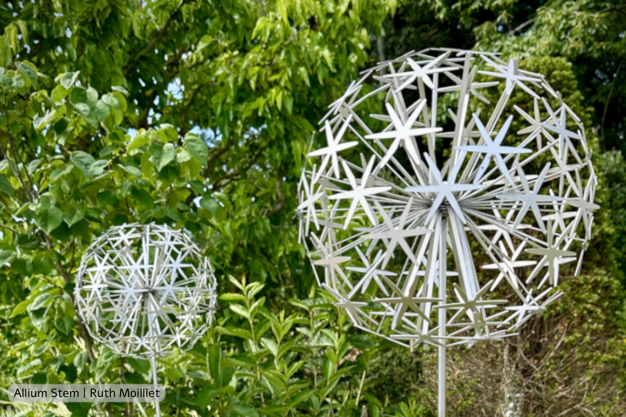 Ruth Moilliet Allium Stem 30cm diameter 1