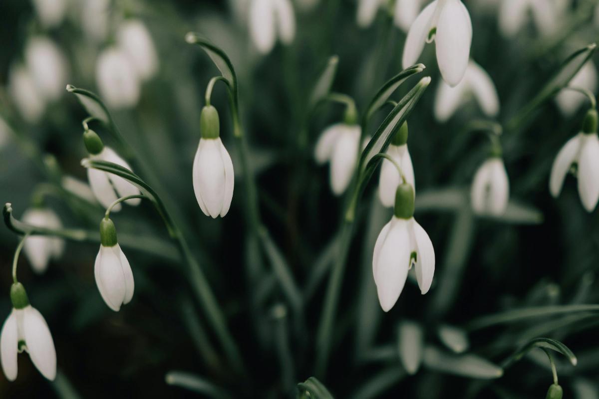 White Snowdrops in a Field (Image: Lisa Fotios)