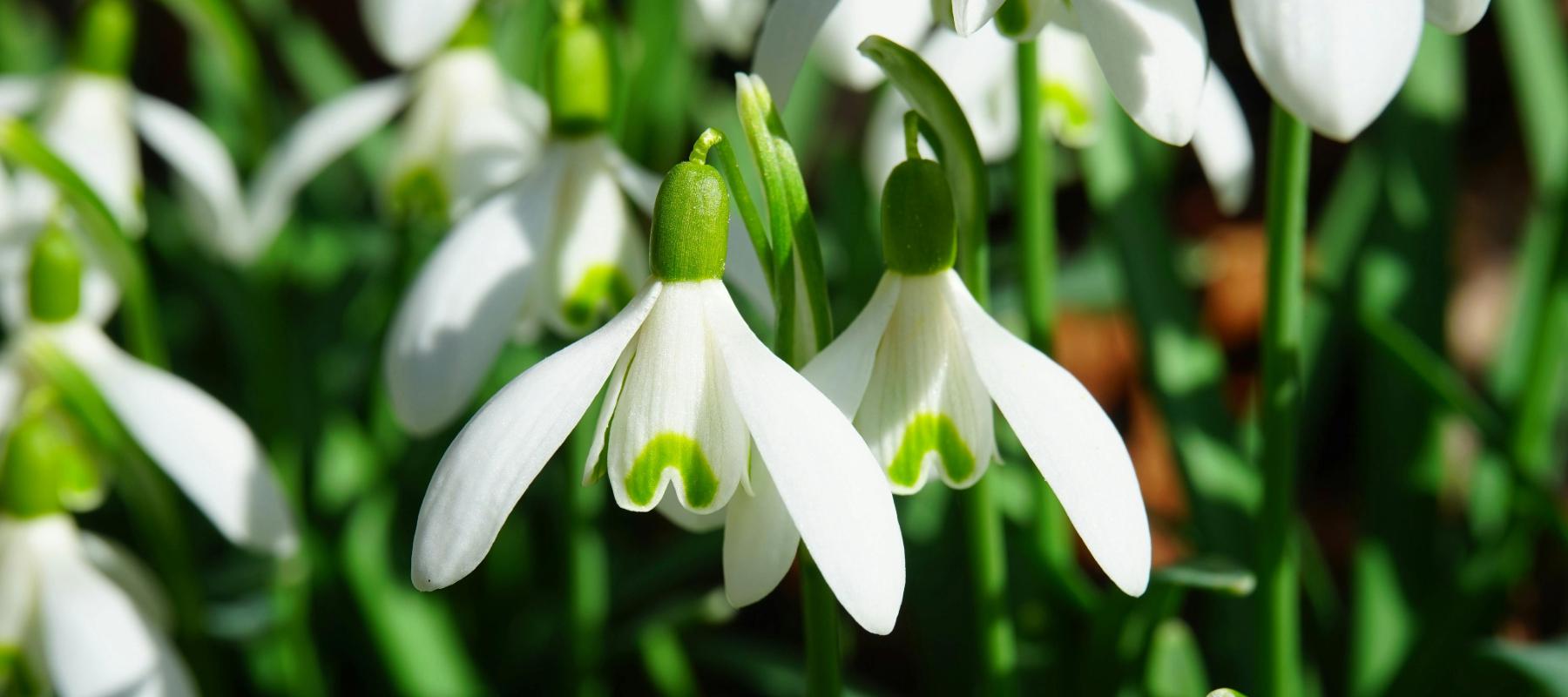 Snowdrops Blooming Amidst Autumn Leaves (Image: Krzysztof Jaworski-Fotografia)