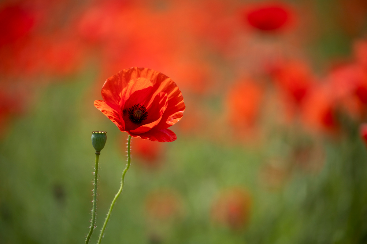 Will Gray Photography