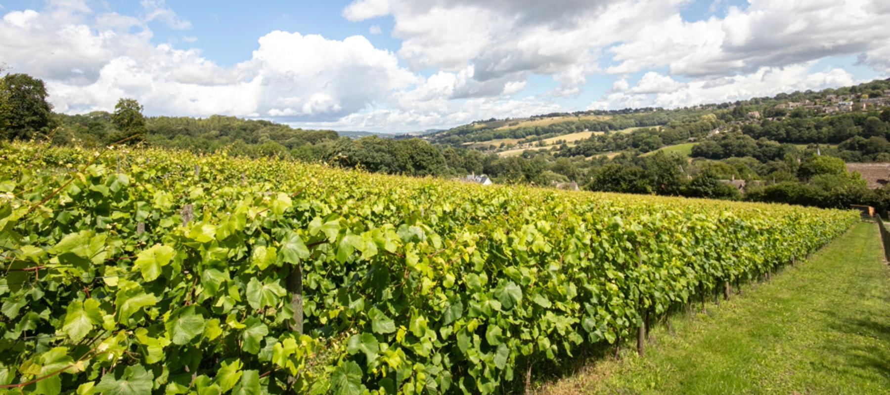 Woodchester Valley Vineyard and Winery